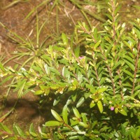 Cuphea hyssopifolia Kunth